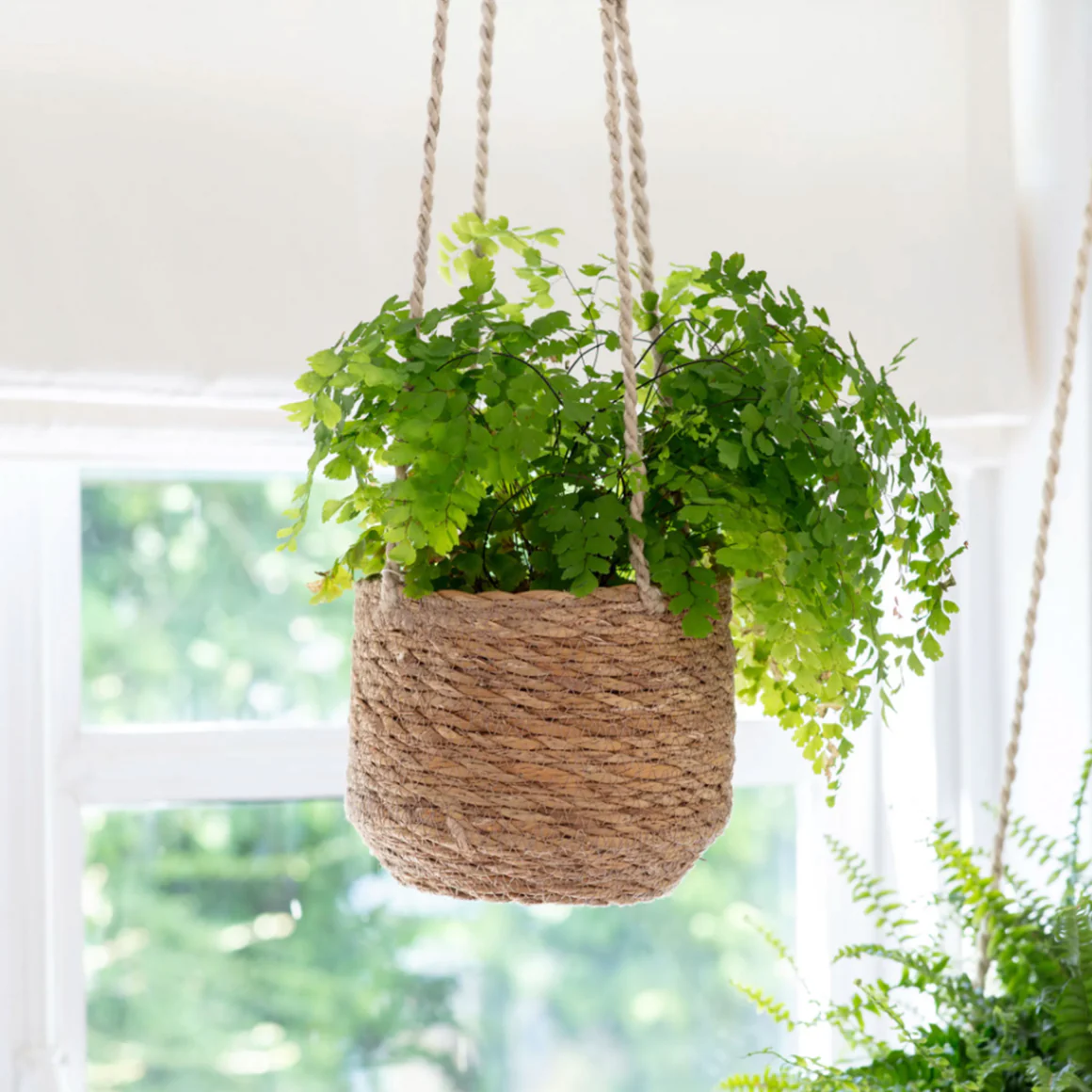 Hanging Plant
