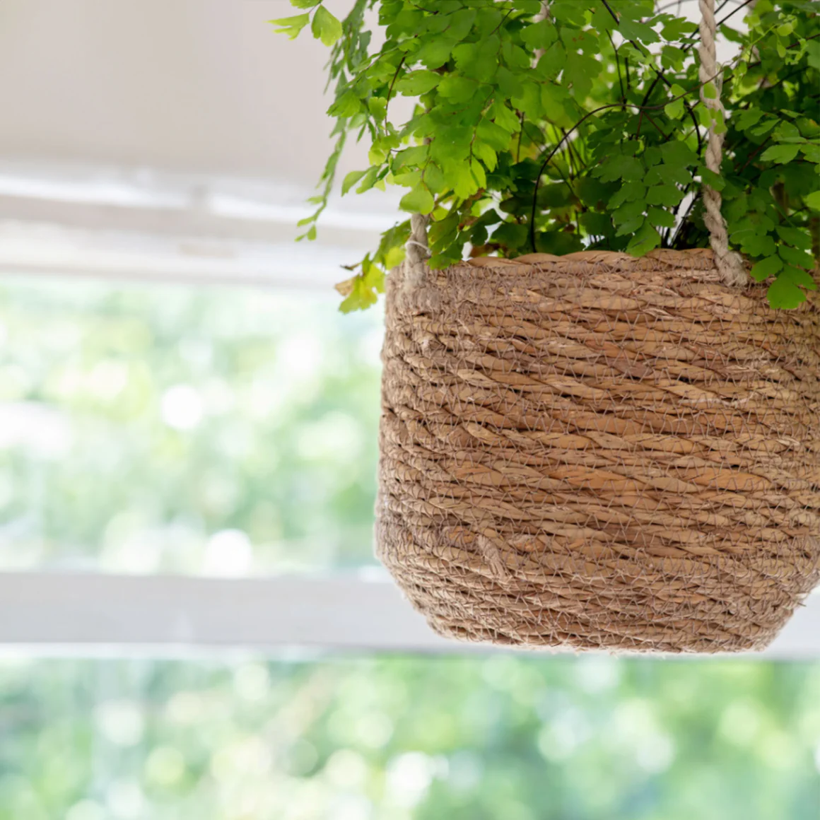Hanging Plant - Image 2